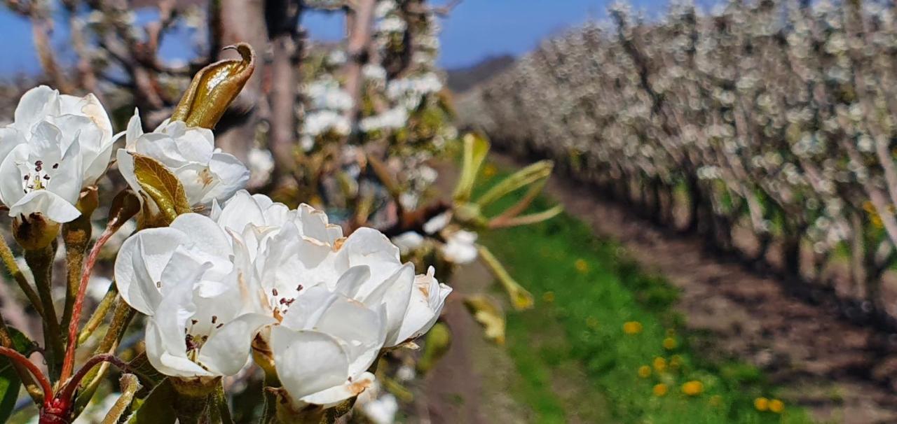 Hoeve Cobelli นัวร์บีค ภายนอก รูปภาพ